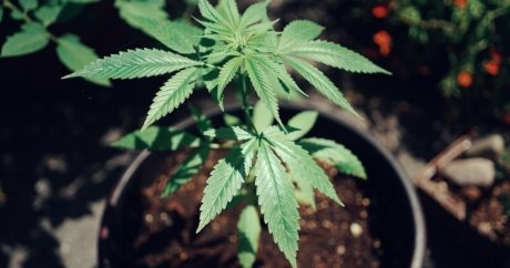 Insurers raising premiums and cancelling home insurance for cannabis growers